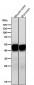 Anti-CaMKII delta CAMK2D Rabbit Monoclonal Antibody