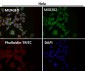Anti-alpha Tubulin TUBA1B Rabbit Monoclonal Antibody