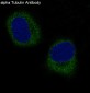 Anti-alpha Tubulin TUBA1B Rabbit Monoclonal Antibody