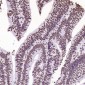 Anti-Histone H2A.X H2AFX Rabbit Monoclonal Antibody