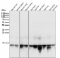 Anti-Histone H2A.X H2AFX Rabbit Monoclonal Antibody