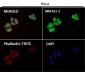 Anti-Cytokeratin 8 KRT8 Rabbit Monoclonal Antibody