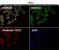 Anti-Cytokeratin 8 KRT8 Rabbit Monoclonal Antibody