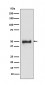 Anti-Cytokeratin 8 KRT8 Rabbit Monoclonal Antibody