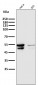 Anti-Cytokeratin 8 KRT8 Rabbit Monoclonal Antibody