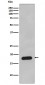Anti-Cyclophilin B PPIB Rabbit Monoclonal Antibody