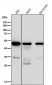 Anti-Tubulin gamma Rabbit Monoclonal Antibody