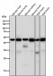 Anti-Tubulin gamma Rabbit Monoclonal Antibody