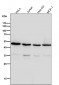 Anti-Tubulin gamma Rabbit Monoclonal Antibody