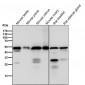 Anti-Tubulin gamma Rabbit Monoclonal Antibody