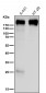 Anti-Collagen XVII Rabbit Monoclonal Antibody