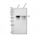 Anti-Prion Protein PRNP Rabbit Monoclonal Antibody