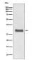 Anti-Prion Protein PRNP Rabbit Monoclonal Antibody