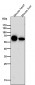 Anti-Cytokeratin 5 KRT5 Rabbit Monoclonal Antibody