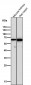 Anti-Cytokeratin 5 KRT5 Rabbit Monoclonal Antibody