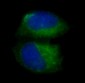 Anti-pro Caspase 3 CASP3 Rabbit Monoclonal Antibody