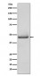 Anti-pro Caspase 9 CASP9 Rabbit Monoclonal Antibody