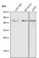 Anti-pro Caspase 9 CASP9 Rabbit Monoclonal Antibody