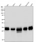 Anti-Caspase-3 p12 CASP3 Rabbit Monoclonal Antibody