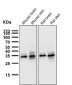 Anti-Caspase-3 p12 CASP3 Rabbit Monoclonal Antibody
