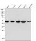 Anti-Tissue Factor Rabbit Monoclonal Antibody