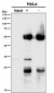 Anti-Apg10 (Atg10) Rabbit Monoclonal Antibody