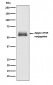 Anti-Apg12 (Atg12) Rabbit Monoclonal Antibody