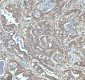 Anti-beta I Tubulin TUBB1 Rabbit Monoclonal Antibody