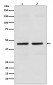 Anti-Cytokeratin 18 KRT18 Rabbit Monoclonal Antibody