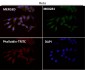 Anti-NF-Kappa B p65 RELA Rabbit Monoclonal Antibody