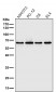 Anti-NF-Kappa B p65 RELA Rabbit Monoclonal Antibody