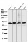 Anti-NF-Kappa B p65 RELA Rabbit Monoclonal Antibody