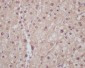 Anti-Liver Arginase ARG1 Rabbit Monoclonal Antibody