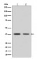 Anti-Liver Arginase ARG1 Rabbit Monoclonal Antibody