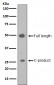 Anti-Sonic Hedgehog SHH Rabbit Monoclonal Antibody