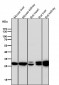 Anti-Sonic Hedgehog SHH Rabbit Monoclonal Antibody