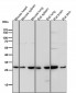 Anti-Sonic Hedgehog SHH Rabbit Monoclonal Antibody