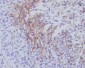 Anti-Thrombomodulin THBD Rabbit Monoclonal Antibody