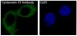 Anti-Cytokeratin 19 KRT19 Rabbit Monoclonal Antibody