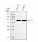 Anti-Cytokeratin 15 Rabbit Monoclonal Antibody