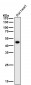 Anti-Cytokeratin 15 Rabbit Monoclonal Antibody