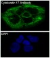 Anti-Cytokeratin 17 Rabbit Monoclonal Antibody