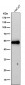 Anti-Cytokeratin 16 KRT16 Rabbit Monoclonal Antibody