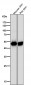 Anti-Cytokeratin 14 KRT14 Rabbit Monoclonal Antibody