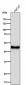 Anti-Cytokeratin 14 KRT14 Rabbit Monoclonal Antibody