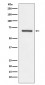 Anti-Angiopoietin 1 ANGPT1 Rabbit Monoclonal Antibody