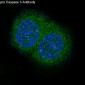 Anti-pro Caspase 10 Rabbit Monoclonal Antibody