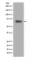 Anti-pro Caspase 10 Rabbit Monoclonal Antibody