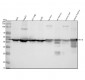Anti-Cytokeratin 18 Krt18 Rabbit Monoclonal Antibody