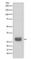 Anti-14-3-3 epsilon YWHAE Rabbit Monoclonal Antibody